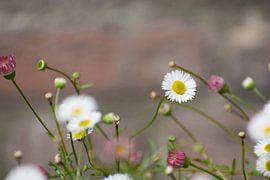 Fleur de pâquerette blanche sur Dorota Talady