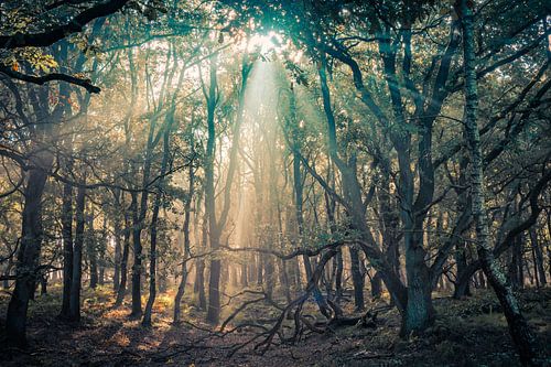 And then there was light