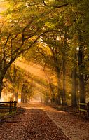 Let there be light