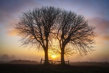 Twee bomen van Dirk van Egmond