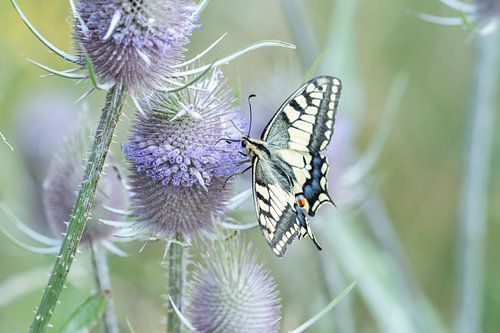 Flowering Dandelion bulbs with Queen Swallowtails.