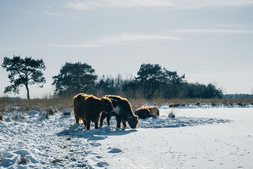 Schotse Hooglanders van Kim van der Weerden
