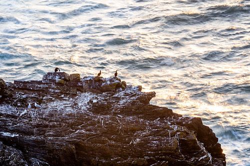 Zeevogels op Rots bij Gouden Zee
