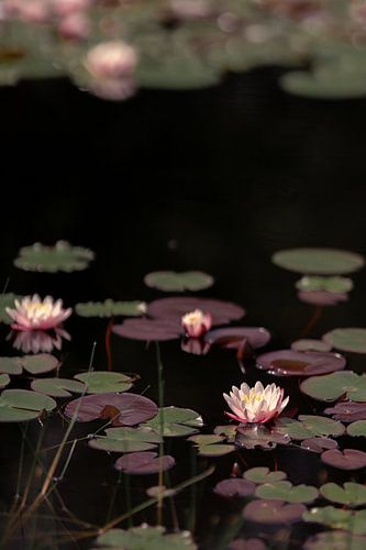 Vijver met waterlelie's (1)