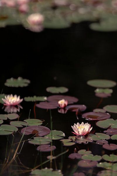Pond with water lilies (1) by Mayra Fotografie
