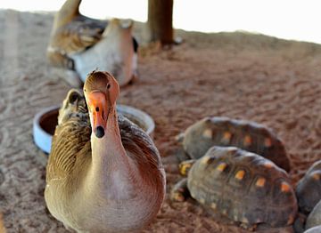 Ente auf Aruba von Karel Frielink