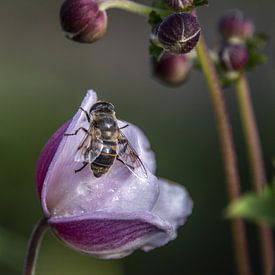 early bee on an anemone by John Linders