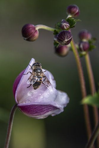 frühe Biene auf einer Anemone
