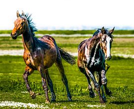 Paarden von Harrie Muis