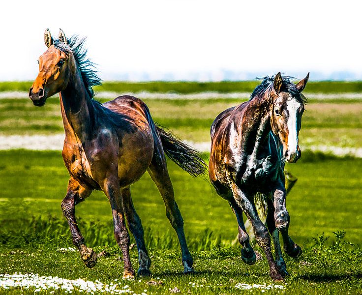 Paarden von Harrie Muis