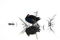 Moorhen in high key - Minimalist Nature Art