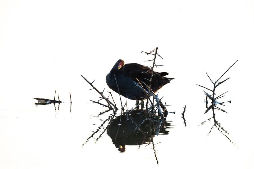 Moorhen in high key - Minimalist Nature Art by Rob Rollenberg