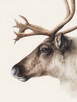 Elegantes Aquarell eines winterlichen Rentierkopfes in sanften Naturtönen