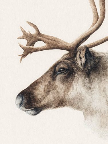 Aquarelle élégante d'une tête de renne en hiver dans des tons naturels doux