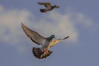 carrier pigeons