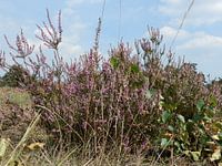 Heide in bloei
