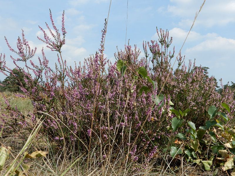 Heide in bloei von Klaas Roos