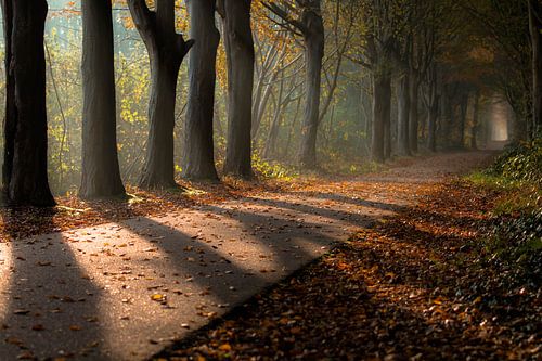 Prachtig lichtinval van de zon door de bomen op de mooie herfstdag