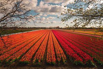 Schitterende tulpenveld in Noordholland met roden en oranje tulpen van Jolanda Aalbers