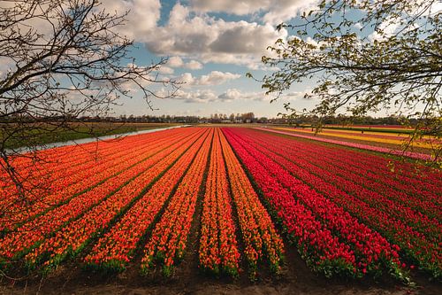 Magnificent tulip field in Noordholland with red and orange tulips