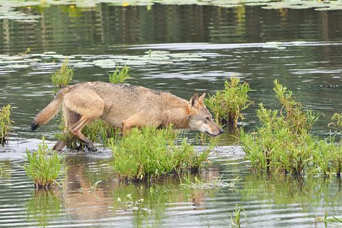 Europese grijze wolf