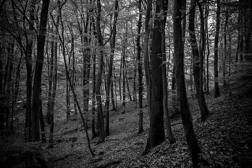 troubled forrest 
