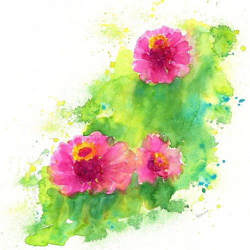 Trois zinnias en rose aquarelle