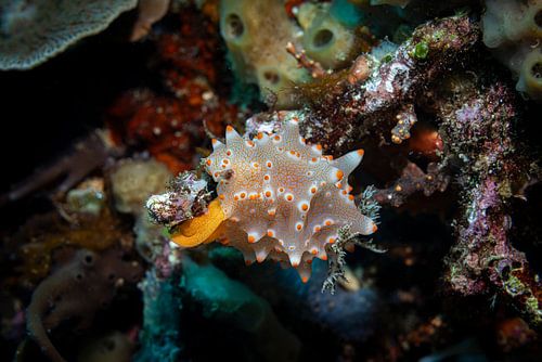 Zeeslak @ Komodo Island, Indonesia