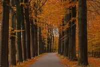 Autumn on the Veluwe