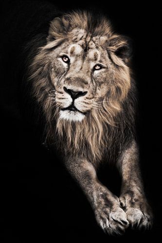 Lion mâle à la lune interrogative allongé dans l'obscurité et étendant ses pattes puissantes, fond n
