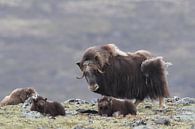 Muskusos in Dovrefjell nationaal park, in de natuurlijke habitat, Noorwegen van Frank Fichtmüller thumbnail
