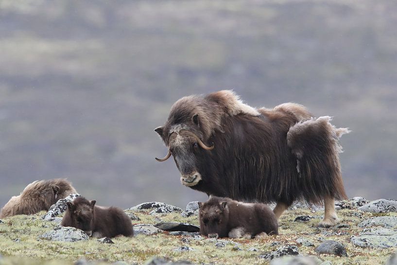 Muskusos in Dovrefjell nationaal park, in de natuurlijke habitat, Noorwegen van Frank Fichtmüller