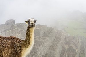 Lama maladroit