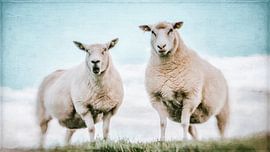 Moin Moin - Gruß vom Deich von Heiko Westphalen