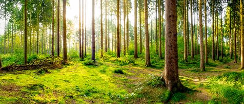 The King's forest on a morning in September