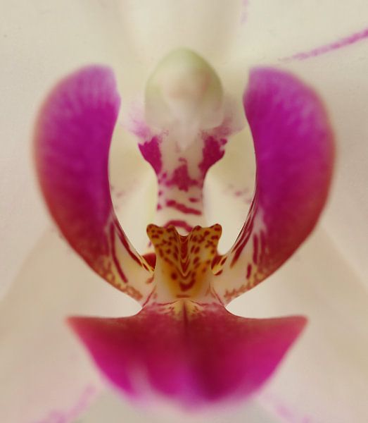 Orchidee by Klaas de Vries