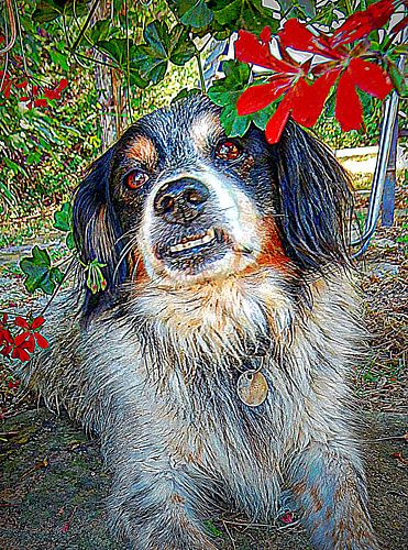 Geluk is een reddingshond