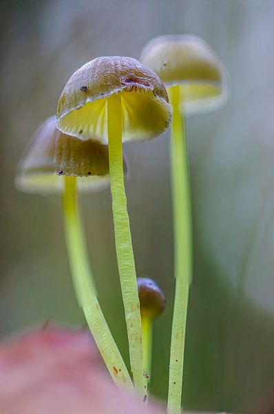 champignon par ton vogels