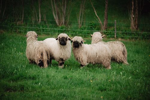 Walliser zwartneus schaap in kleur