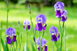 Purple Iris Flowers In Green Spring Garden by Milcho Milev