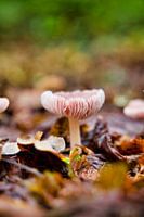 Mushroom in autumn forest