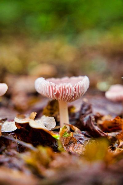 Pilz im Herbstwald von Laura Krol