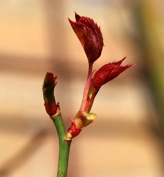 budding rose petal by foto by rob spruit
