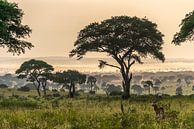 Afrikaans landschap van Frans Bouman thumbnail