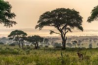 African landscape