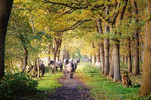 Chevaux Konik sur un long domaine L'Ennemaborg
