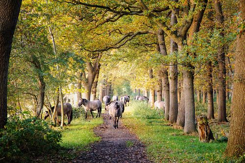 Konik-Pferde auf langem Anwesen Die Ennemaborg von Peter Kuipers