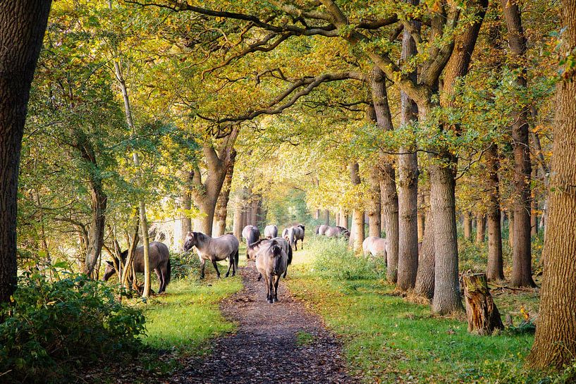 Konik-Pferde auf langem Anwesen Die Ennemaborg von Peter Kuipers