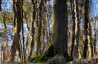 close-up of a forest