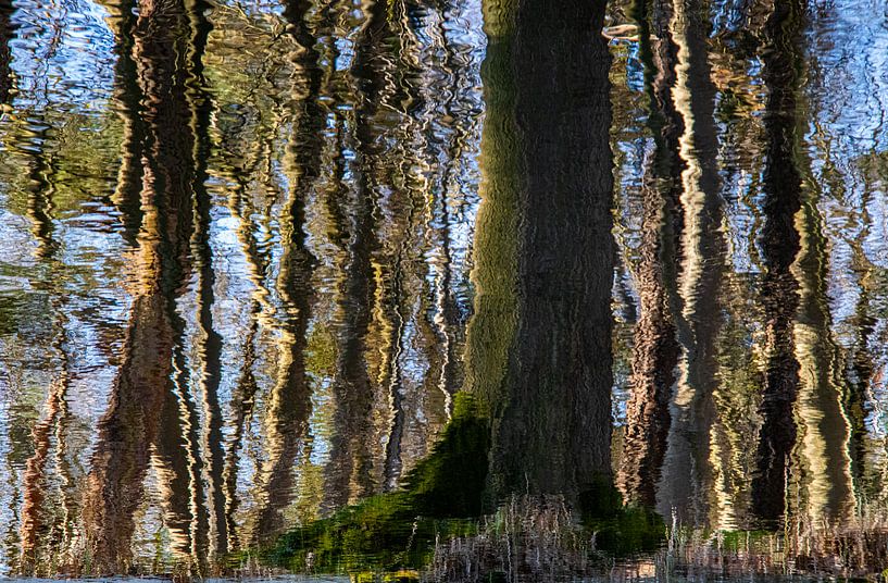 close-up of a forest by Reinier de Rooie